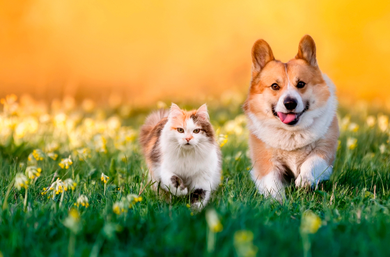 фитомины для кошек и собак