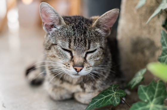 kot-bayun-dlia-koshek-sobak